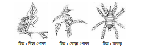 পাট চাষ 3 পাট চাষ