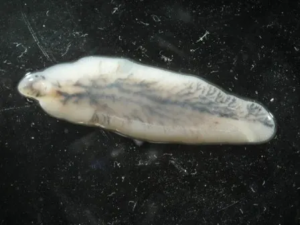 ফ্যাসিওলা জাইগানটিকা (Fasciola gigantica ) নামক ব্যাকটেরিয়া বা পাতা কৃমি