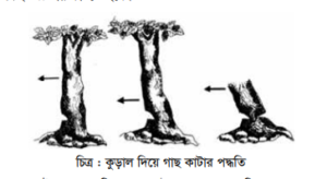 বনায়ন, বৃক্ষ কর্তন ও সংরক্ষণ