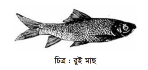 বিভিন্ন প্রজাতির মাছের পরিচিতি