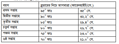 ব্রয়লার বাচ্চার ব্রুডিং সরঞ্জাম ও ব্যবস্থাপনা 5 ব্রয়লার বাচ্চার ব্রুডিং সরঞ্জাম ও ব্যবস্থাপনা