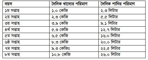 ব্রয়লার বাচ্চার ব্রুডিং সরঞ্জাম ও ব্যবস্থাপনা 6 ব্রয়লার বাচ্চার ব্রুডিং সরঞ্জাম ও ব্যবস্থাপনা