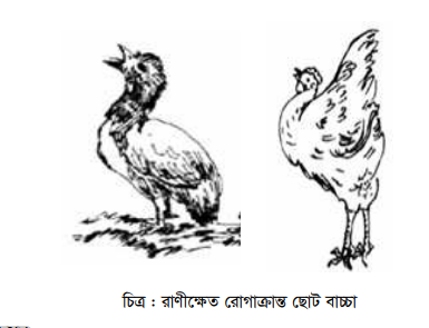 রাণীক্ষেত ও বসন্ত রোগ
