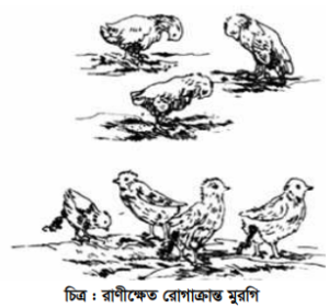 রাণীক্ষেত ও বসন্ত রোগ