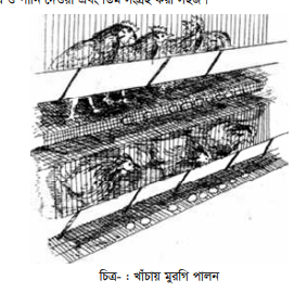 লেয়ার মুরগির পালন ও ব্যবস্থাপনা