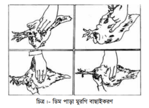 লেয়ার মুরগির পালন ও ব্যবস্থাপনা