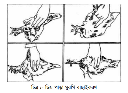লেয়ার মুরগির পালন ও ব্যবস্থাপনা