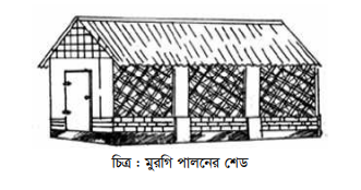 লেয়ার মুরগির পালন ও ব্যবস্থাপনা