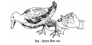হাঁস ও মাছের সমন্বিত চাষ