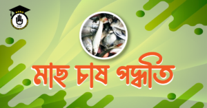 মৎস্য চাষের গুরুত্ব 2 মৎস্য চাষের গুরুত্ব