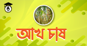 আখ চাষ