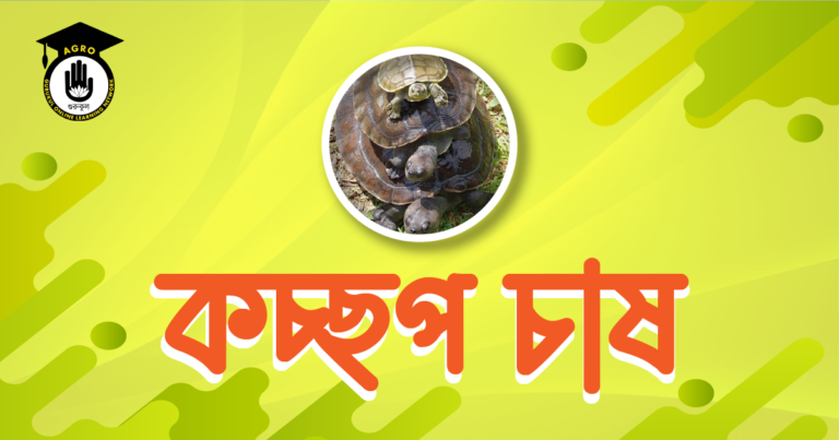 কচ্ছপ চাষ