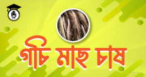 গুচি মাছ চাষ পদ্ধতি