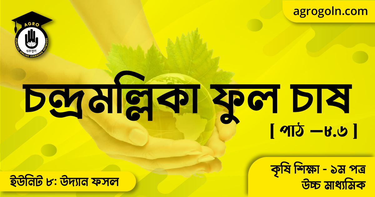 চন্দ্রমল্লিকা ফুল চাষ