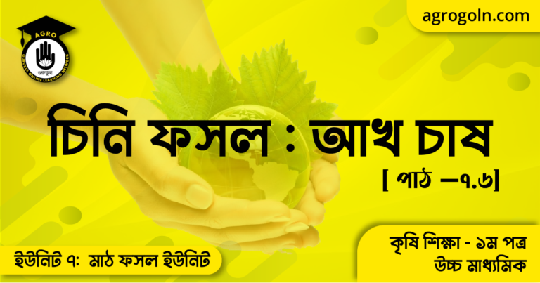 চিনি ফসল আখ চাষ