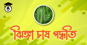 ঝিঙ্গা চাষ পদ্ধতি ঝিঙ্গা চাষ পদ্ধতি