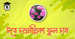 টবে চন্দ্রমল্লিকা ফুল চাষ