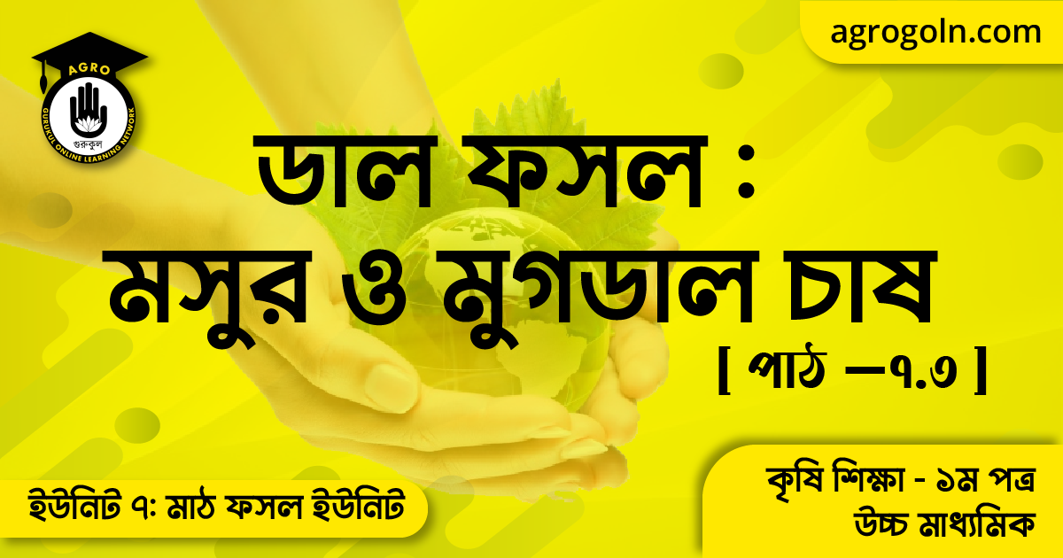 ডাল ফসল মসুর ও মুগডাল চাষ