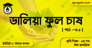 ডালিয়া ফুল চাষ