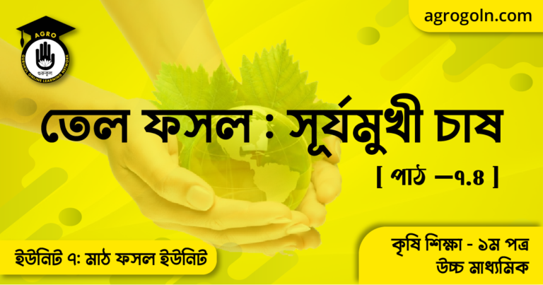 তেল ফসল সূর্যমুখী চাষ