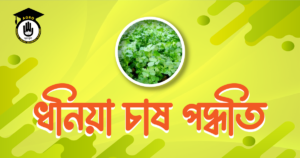 ধনিয়া চাষ পদ্ধতি