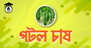 পটল চাষ