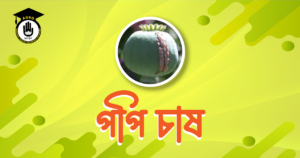 পপি চাষ পপি চাষ