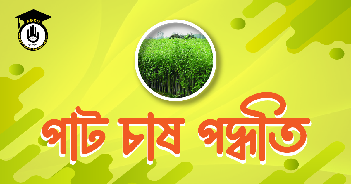 পাট চাষ 1 পাট চাষ পদ্ধতি