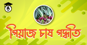পিয়াজ চাষ পদ্ধতি পিয়াজ চাষ পদ্ধতি