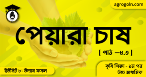 পেয়ারা চাষ