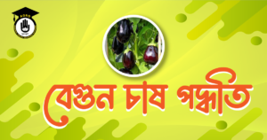 বেগুন চাষ পদ্ধতি বেগুন চাষ পদ্ধতি
