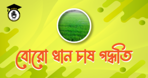 বোরো ধান চাষ পদ্ধতি বোরো ধান চাষ পদ্ধতি