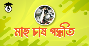 মৎস্য চাষের গুরুত্ব 4 মাছ চাষ পদ্ধতি
