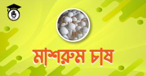 মাশরুম চাষ মাশরুম চাষ