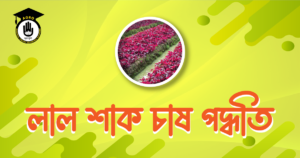 লাল শাক চাষ পদ্ধতি
