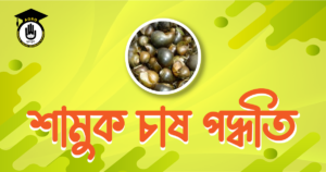 শামুক চাষ পদ্ধতি শামুক চাষ পদ্ধতি