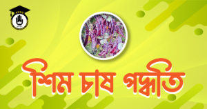 শিম চাষ পদ্ধতি শিম চাষ পদ্ধতি
