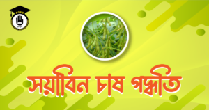 সয়াবিন চাষ পদ্ধতি সয়াবিন চাষ পদ্ধতি