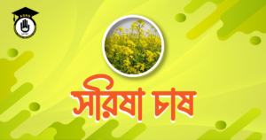 সরিষা চাষ সরিষা চাষ