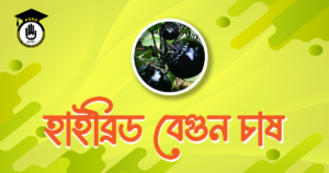 হাইব্রিড বেগুন চাষ হাইব্রিড বেগুন চাষ