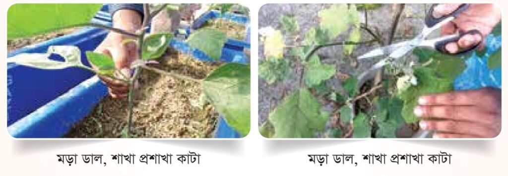 অপ্রয়োজনীয়, বয়স্ক, মড়া শাখা অপসারণ
