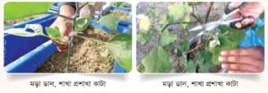 অপ্রয়োজনীয়, বয়স্ক, মড়া শাখা অপসারণ
