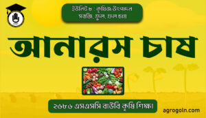 আনারস চাষ 1 আনারস চাষ
