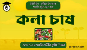 কলা চাষ কলা চাষ
