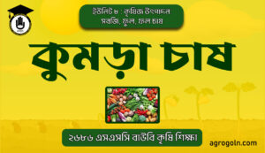 কুমড়া চাষ কুমড়া চাষ