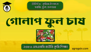 গোলাপ ফুল চাষ গোলাপ ফুল চাষ