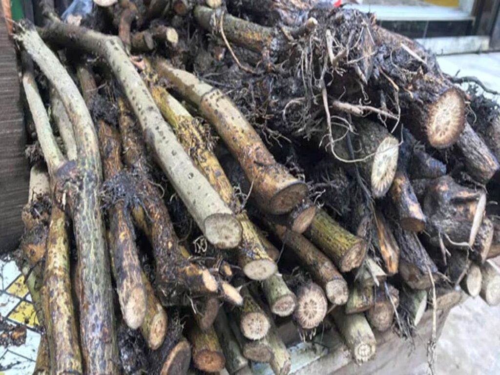চুই ঝাল চাষ পদ্ধতি