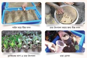 ছাদ বাগানের জন্য চারা উৎপাদন