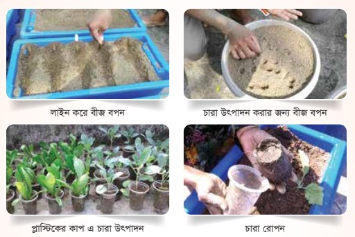 ছাদ বাগানের জন্য চারা উৎপাদন