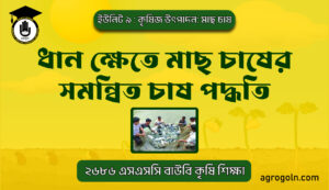 ধান ক্ষেতে মাছ চাষের সমন্বিত চাষ পদ্ধতি
